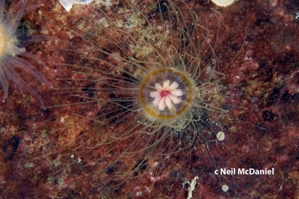 Photo of Ptychogastria polaris by <a href="http://www.seastarsofthepacificnorthwest.info/">Neil McDaniel</a>